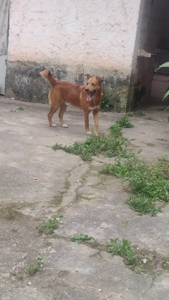 Cachorro ra a SRD-ViraLata idade 6 ou mais anos nome Scott