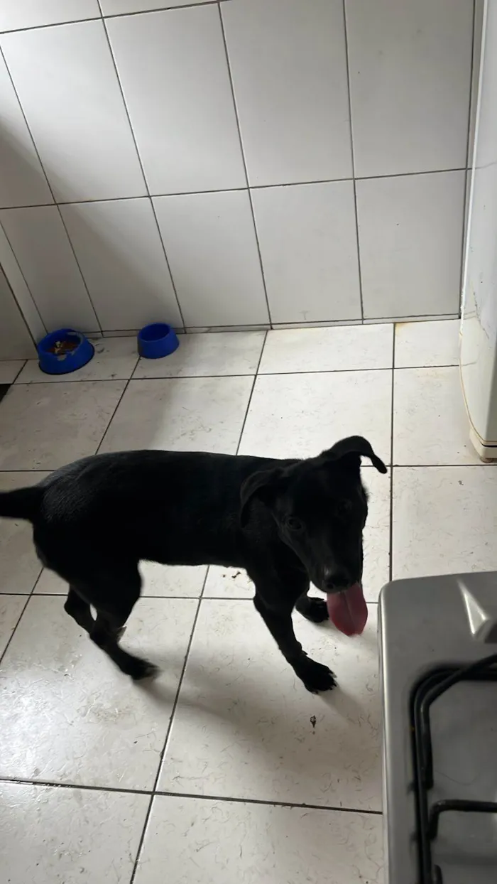 Cachorro ra a SRD-ViraLata idade 7 a 11 meses nome HARLEY 