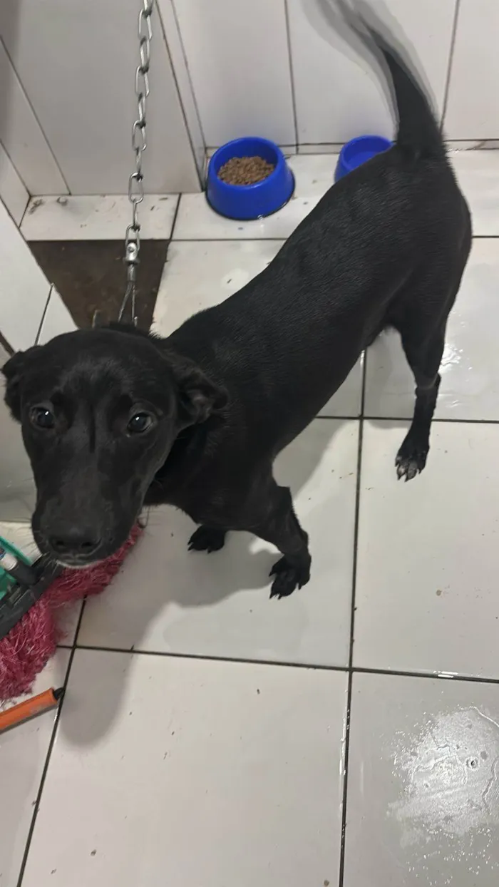 Cachorro ra a SRD-ViraLata idade 7 a 11 meses nome HARLEY 