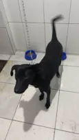 HARLEY 