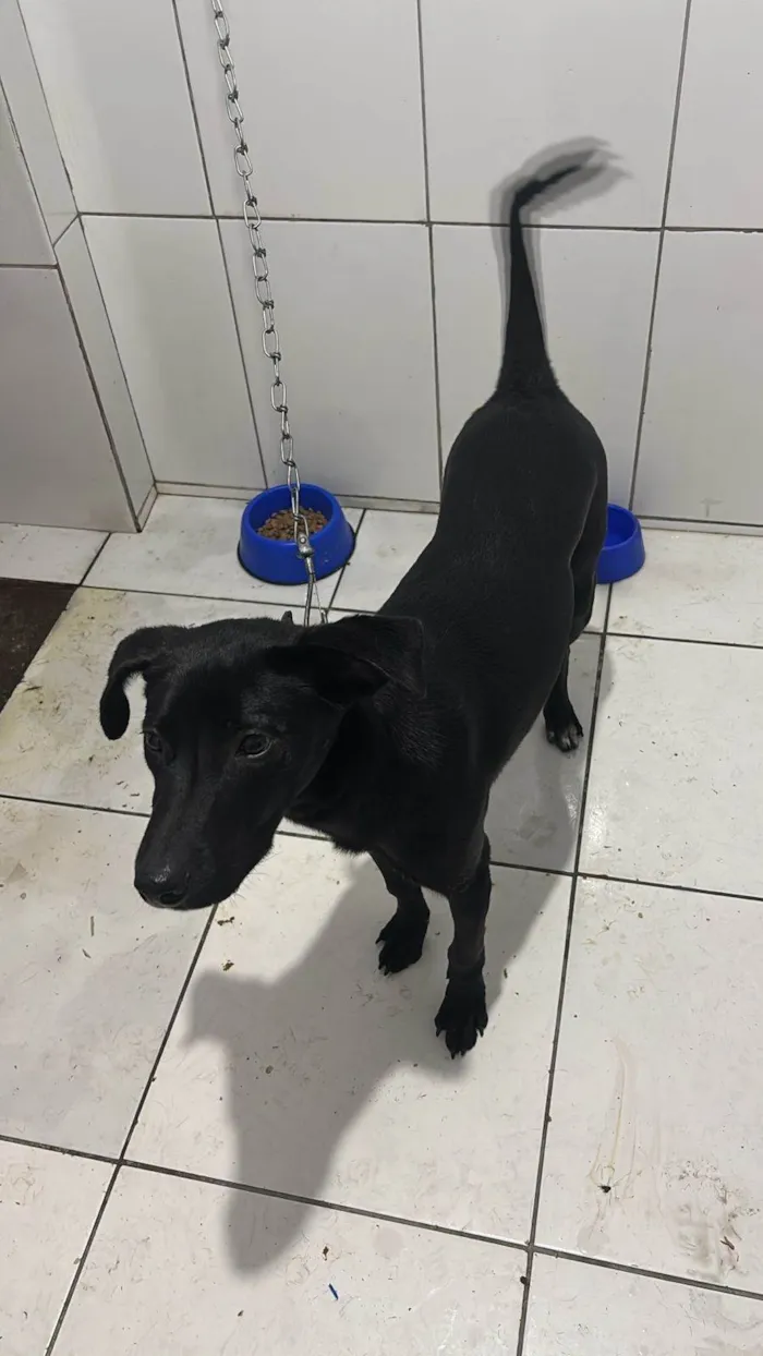 Cachorro ra a SRD-ViraLata idade 7 a 11 meses nome HARLEY 