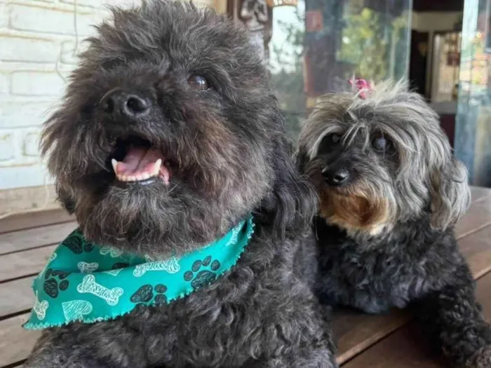 Cachorro ra a Poodle idade 6 ou mais anos nome Nego 