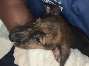 Cachorro raça Pequinês idade 2 a 6 meses nome Lua