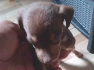 Cachorro raça SRD-ViraLata idade Abaixo de 2 meses nome Não tem nome ainda 