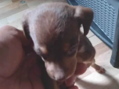 Cachorro raça SRD-ViraLata idade Abaixo de 2 meses nome Não tem nome ainda