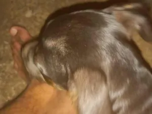 Cachorro raça SRD-ViraLata idade 2 a 6 meses nome Pretinha