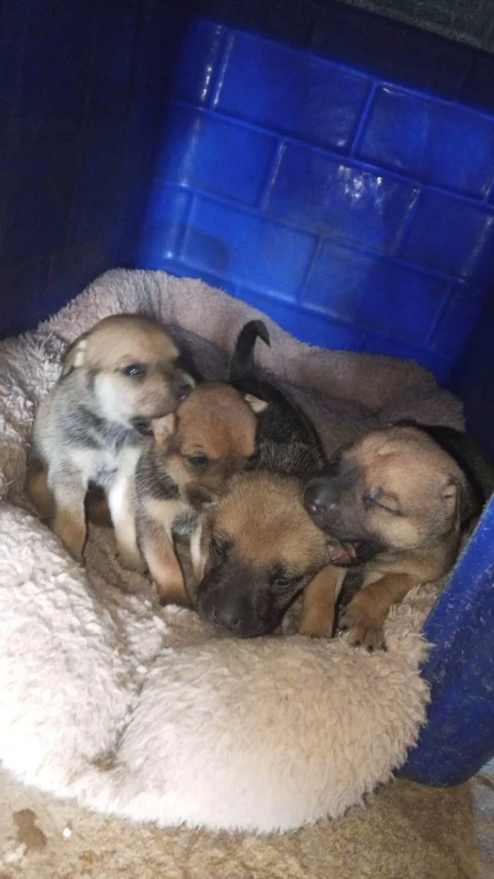 Cachorro ra a Shar Pei idade Abaixo de 2 meses nome Doação de filhotes de Sharpei misturado com raça indefinida