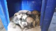 Doação de filhotes de Sharpei misturado com raça indefinida