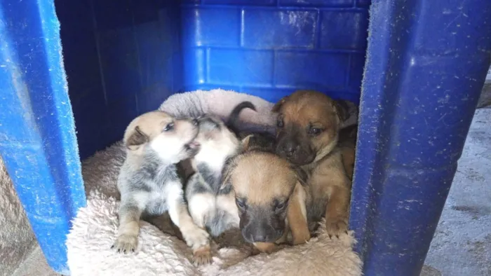 Cachorro ra a Shar Pei idade Abaixo de 2 meses nome Doação de filhotes de Sharpei misturado com raça indefinida