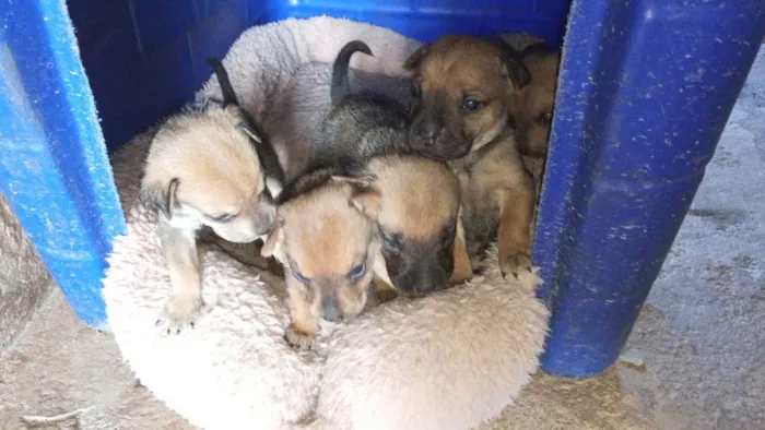 Cachorro ra a Shar Pei idade Abaixo de 2 meses nome Doação de filhotes de Sharpei misturado com raça indefinida