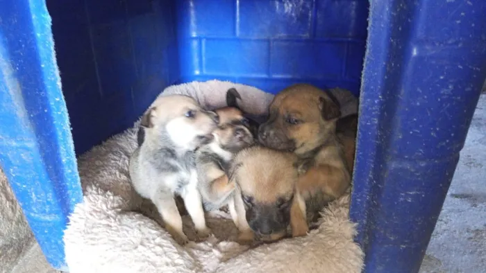 Cachorro ra a Shar Pei idade Abaixo de 2 meses nome Doação de filhotes de Sharpei misturado com raça indefinida
