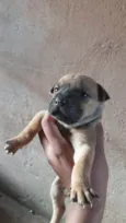 Doação de filhotes de Sharpei misturado com raça indefinida