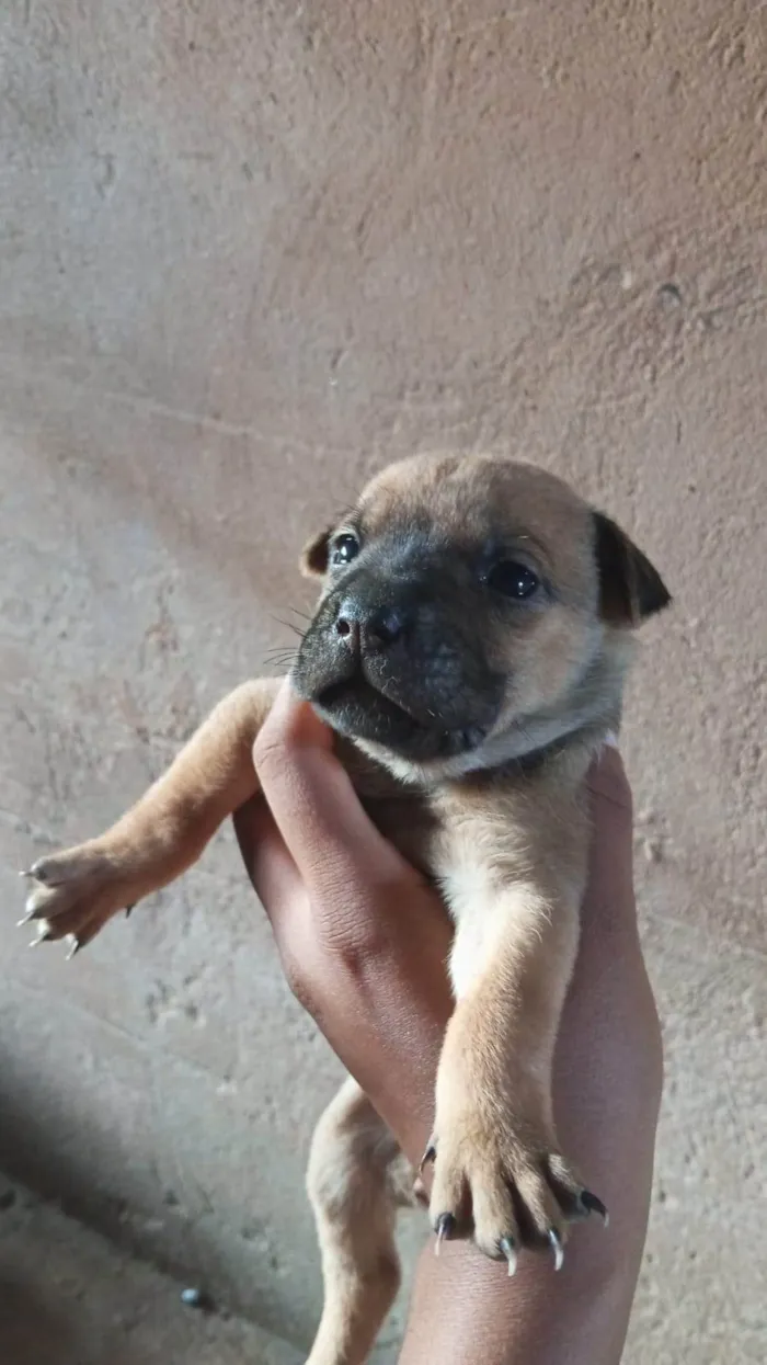 Cachorro ra a Shar Pei idade Abaixo de 2 meses nome Doação de filhotes de Sharpei misturado com raça indefinida