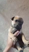 Doação de filhotes de Sharpei misturado com raça indefinida