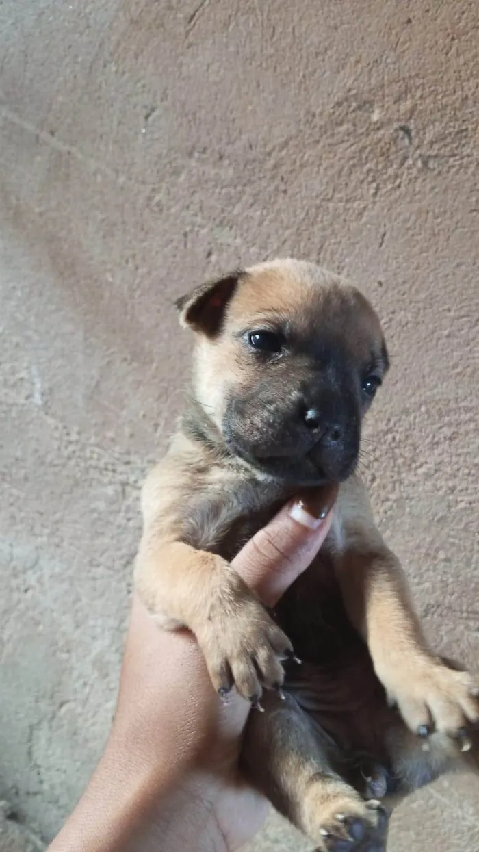 Cachorro ra a Shar Pei idade Abaixo de 2 meses nome Doação de filhotes de Sharpei misturado com raça indefinida
