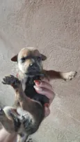 Doação de filhotes de Sharpei misturado com raça indefinida