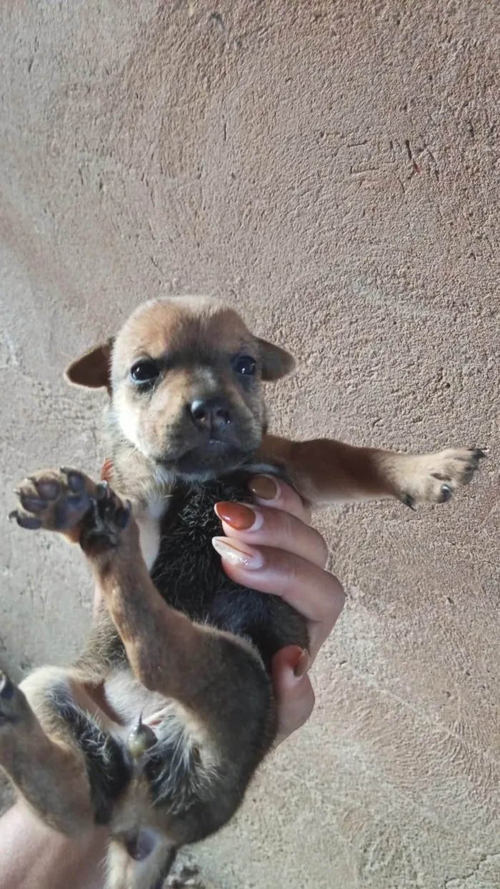 Cachorro ra a Shar Pei idade Abaixo de 2 meses nome Doação de filhotes de Sharpei misturado com raça indefinida