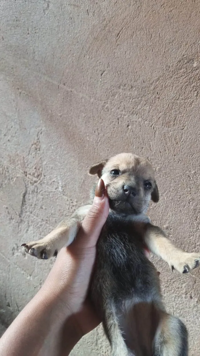 Cachorro ra a Shar Pei idade Abaixo de 2 meses nome Doação de filhotes de Sharpei misturado com raça indefinida