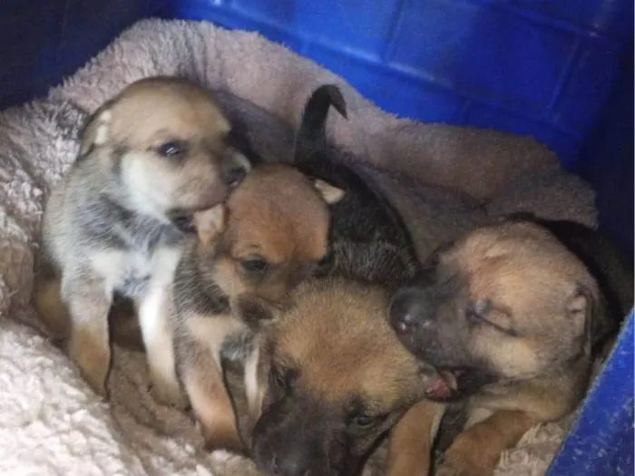 Cachorro ra a Shar Pei idade Abaixo de 2 meses nome Doação de filhotes de Sharpei misturado com raça indefinida