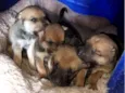 Doação de filhotes de Sharpei misturado com raça indefinida