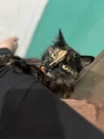 Mel 