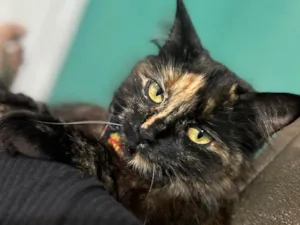 Gato raça SRD-ViraLata idade 7 a 11 meses nome Mel 