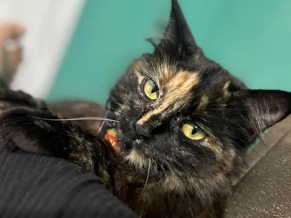 Gato raça SRD-ViraLata idade 7 a 11 meses nome Mel 