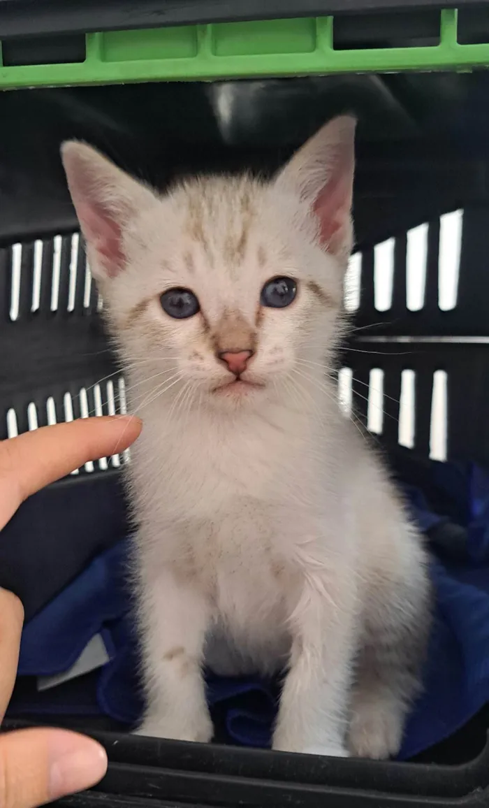 Gato ra a SRD-ViraLata idade Abaixo de 2 meses nome Guga