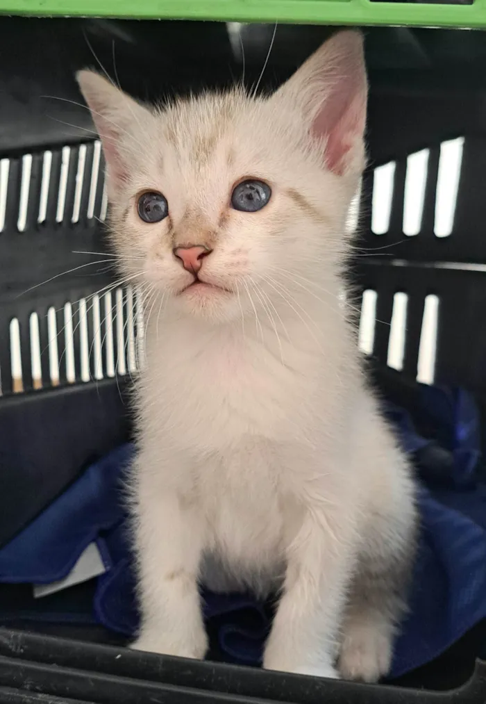 Gato ra a SRD-ViraLata idade Abaixo de 2 meses nome Guga