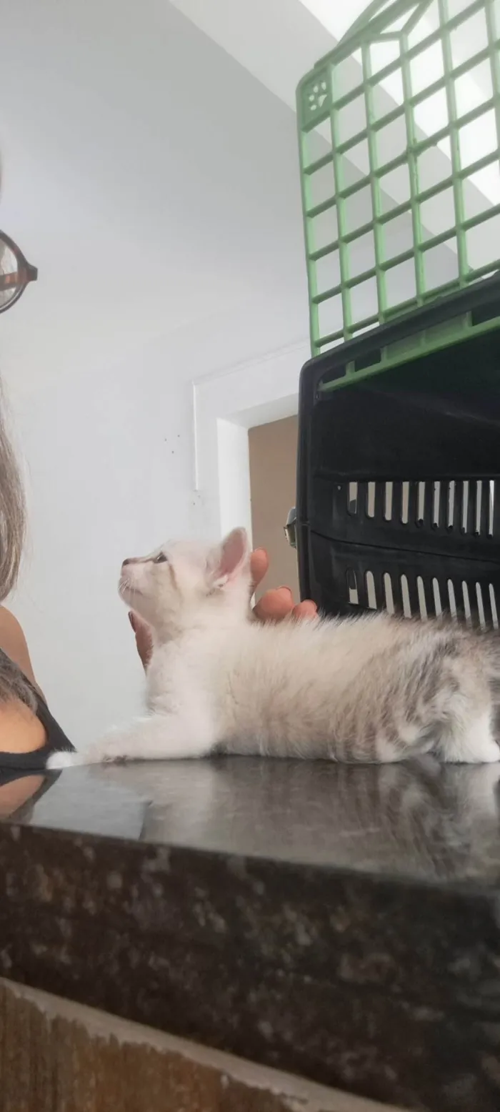 Gato ra a SRD-ViraLata idade Abaixo de 2 meses nome Guga