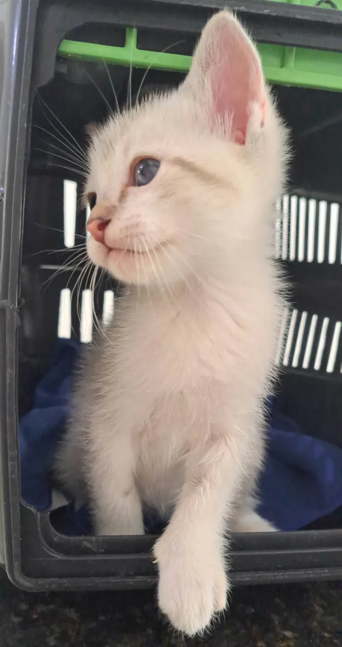 Gato ra a SRD-ViraLata idade Abaixo de 2 meses nome Guga