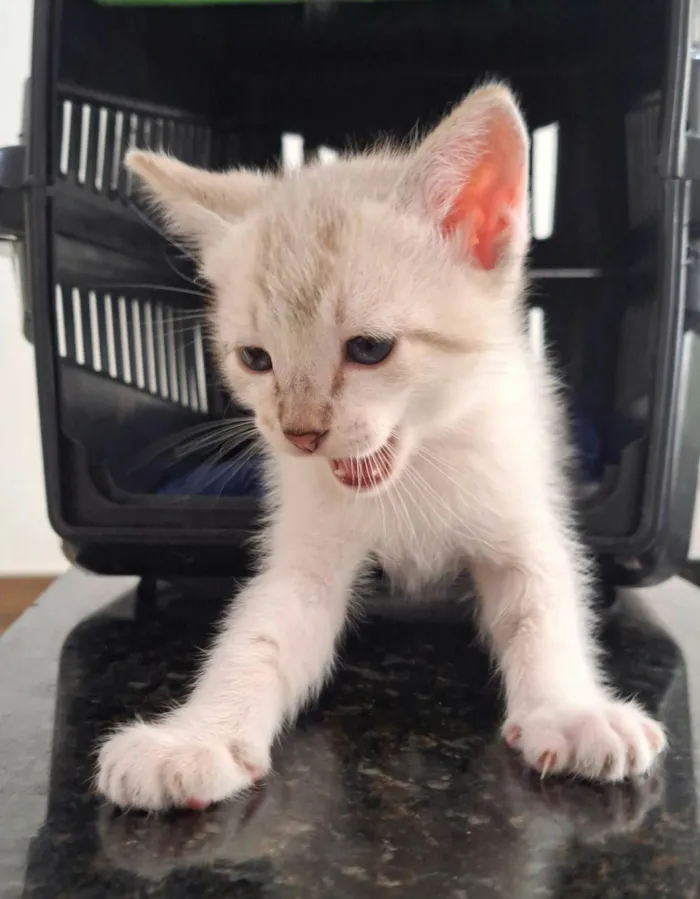 Gato ra a SRD-ViraLata idade Abaixo de 2 meses nome Guga