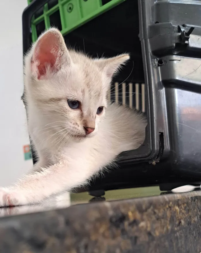 Gato ra a SRD-ViraLata idade Abaixo de 2 meses nome Guga