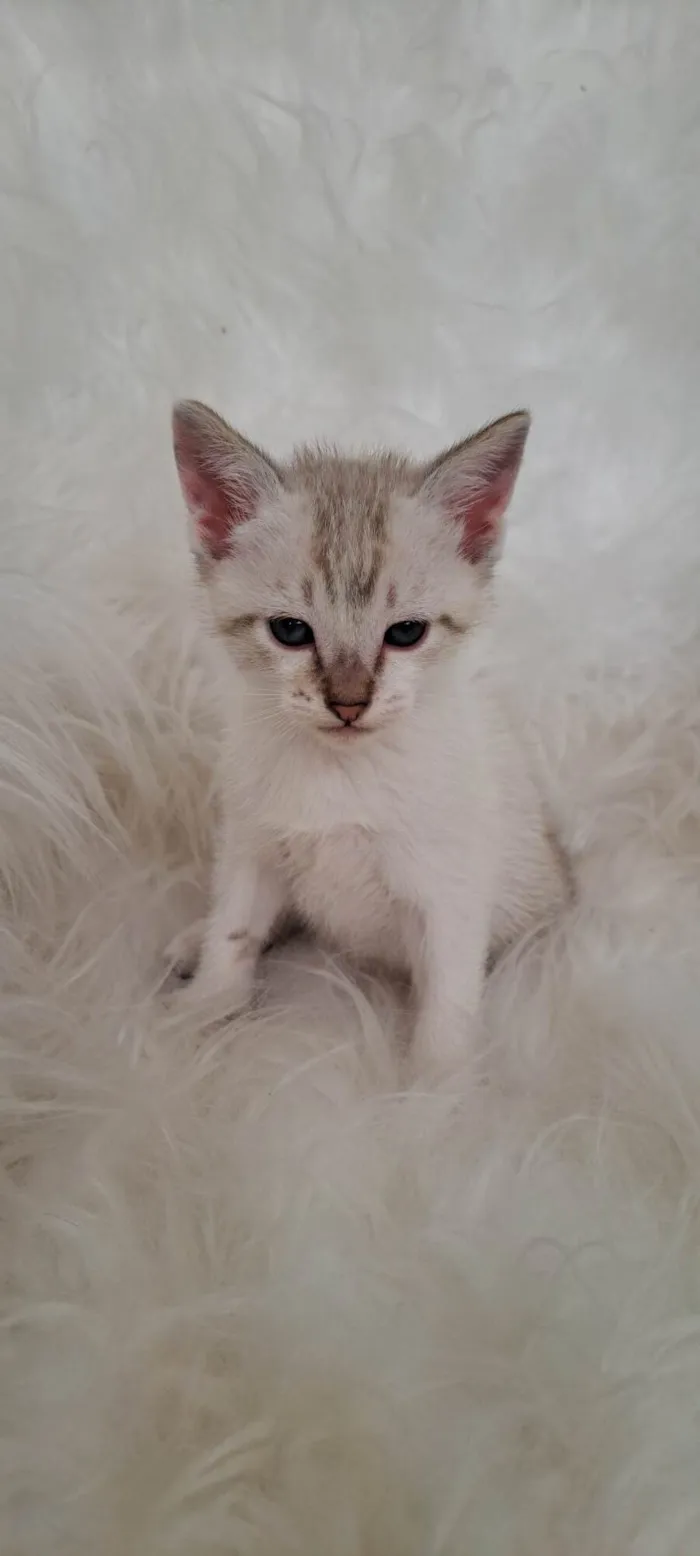 Gato ra a SRD-ViraLata idade Abaixo de 2 meses nome Guga