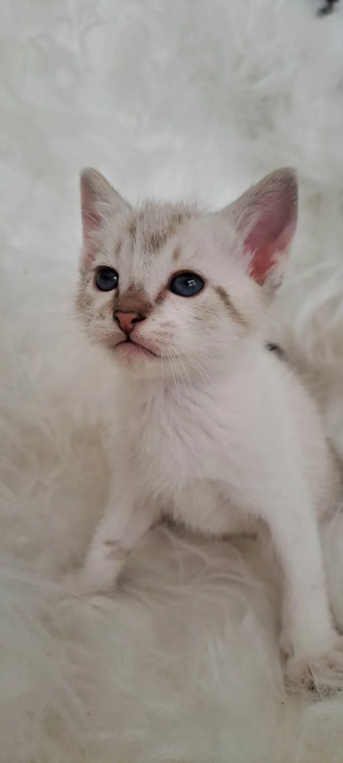 Gato ra a SRD-ViraLata idade Abaixo de 2 meses nome Guga