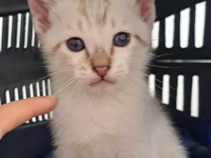 Gato raça SRD-ViraLata idade Abaixo de 2 meses nome Guga