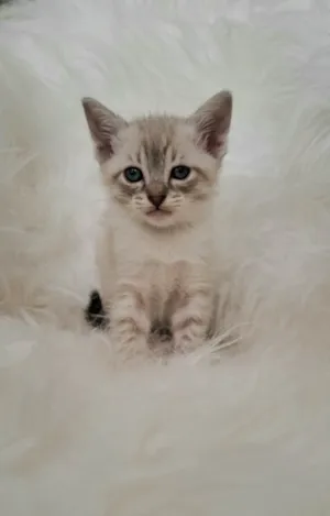 Gato raça SRD-ViraLata idade Abaixo de 2 meses nome Lisa