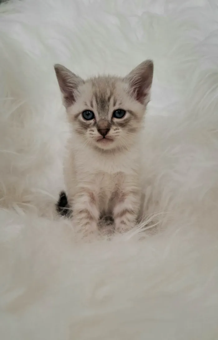 Gato ra a SRD-ViraLata idade Abaixo de 2 meses nome Lisa