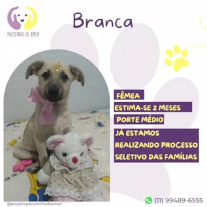 Cachorro raça SRD-ViraLata idade 2 a 6 meses nome Branca 