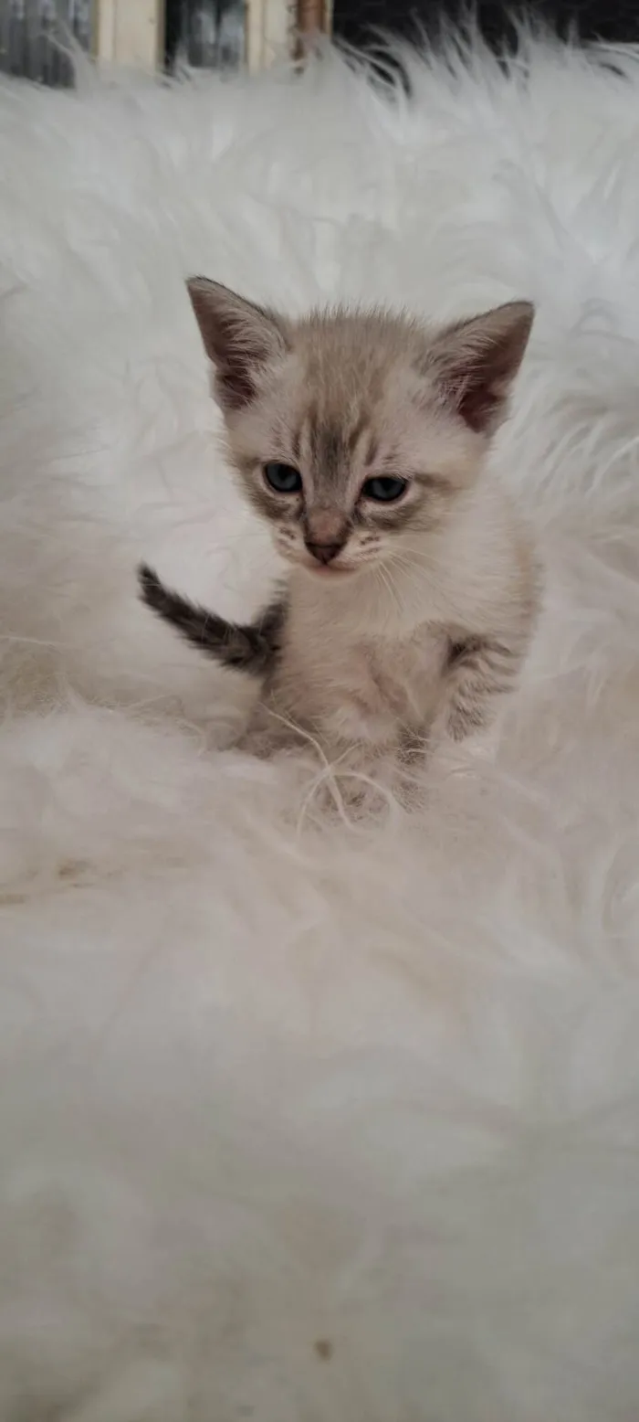 Gato ra a SRD-ViraLata idade Abaixo de 2 meses nome Lisa