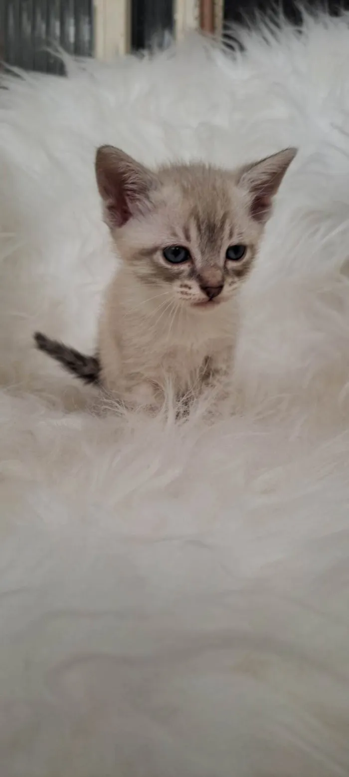 Gato ra a SRD-ViraLata idade Abaixo de 2 meses nome Lisa