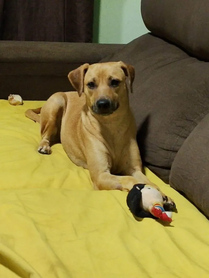 Cachorro ra a SRD-ViraLata idade 2 anos nome Juju