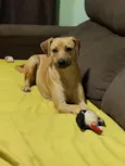 Juju