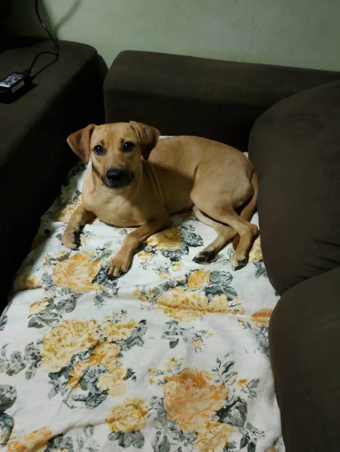 Cachorro ra a SRD-ViraLata idade 2 anos nome Juju