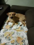 Juju