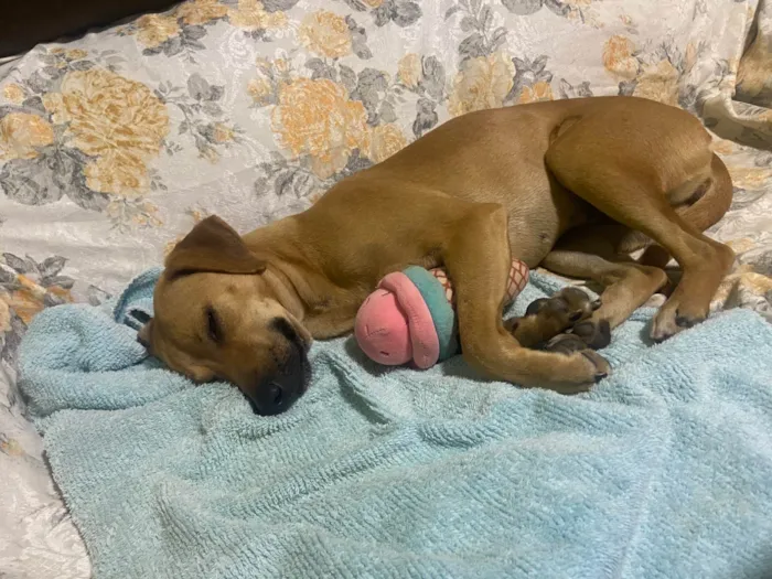 Cachorro ra a SRD-ViraLata idade 2 anos nome Juju