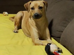 Cachorro raça SRD-ViraLata idade 2 anos nome Juju