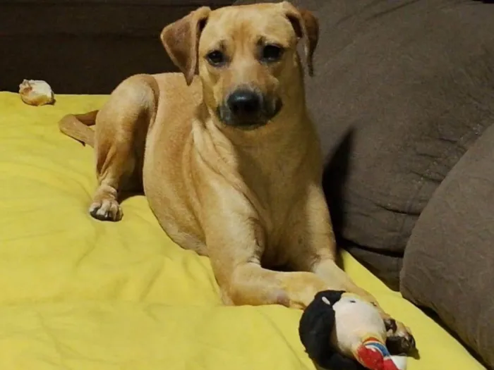 Cachorro ra a SRD-ViraLata idade 2 anos nome Juju