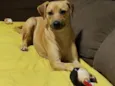 Juju