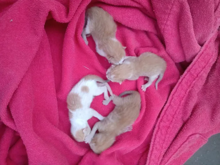 Gato ra a SRD-ViraLata idade Abaixo de 2 meses nome Gatos